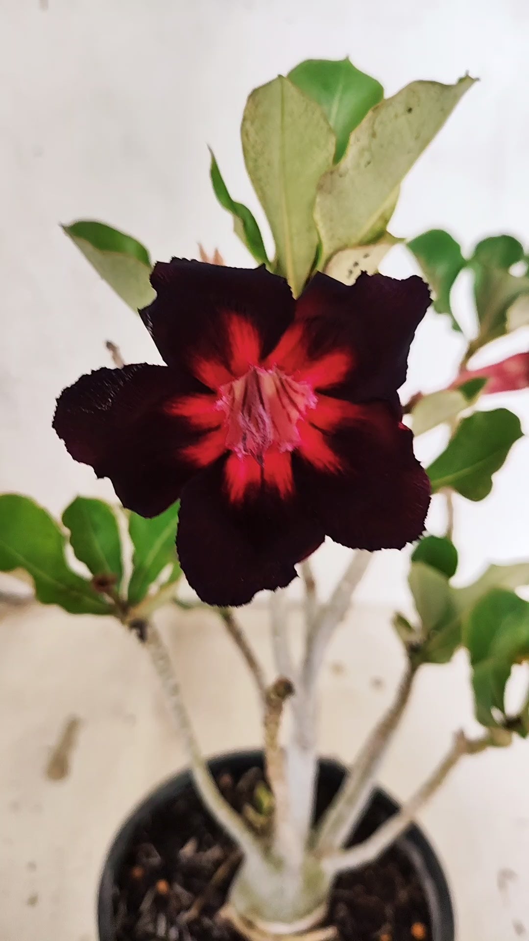 Planta Simples 3533 – 30cm – 02 anos