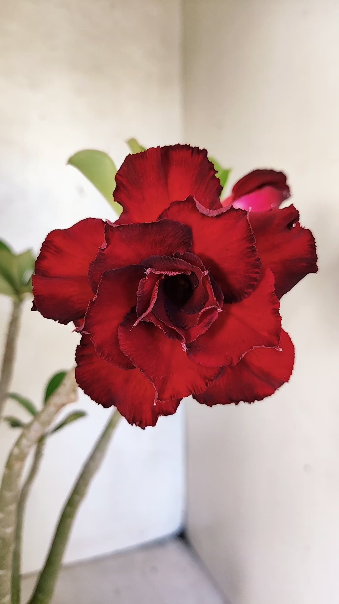 Planta Dobrada 3925 – 35cm – 03 anos