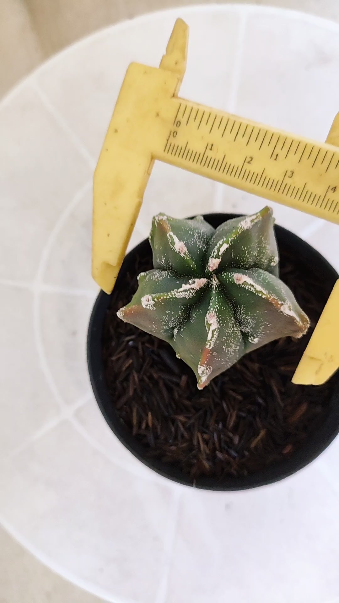 MATRIZ ASTROPHYTUM cv KIKKO "Fukuryu Variegata"  Nº 1208 – vaso 11