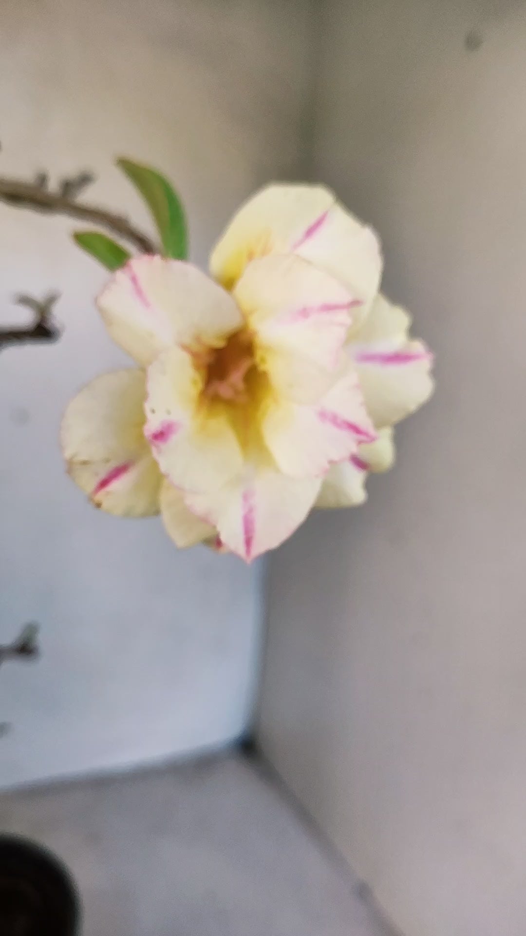 Planta Dobrada 3959 – 35cm – 03 anos