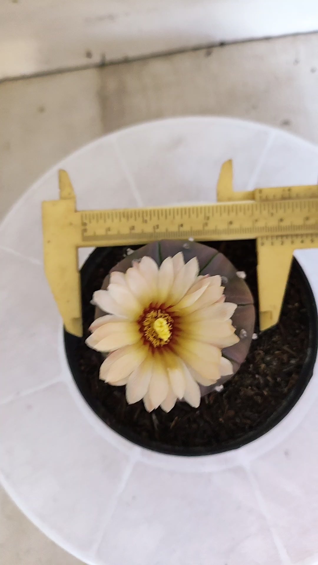 ASTROPHYTUM ASTERIAS “Purple”  Nº 1133 – vaso 11