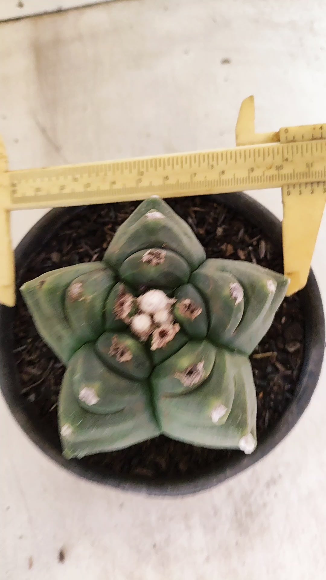 MATRIZ ASTROPHYTUM cv KIKKO Nº 1142 – vaso 15