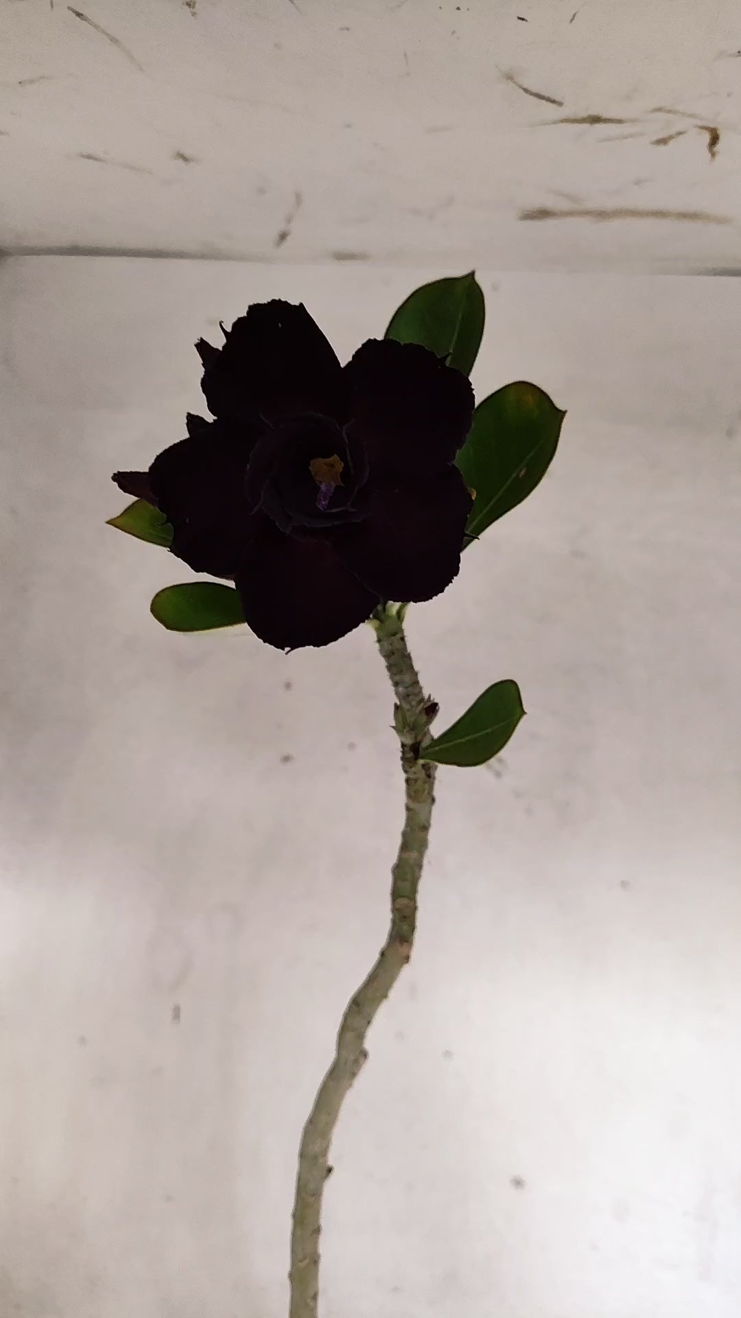 Planta Dobrada 3964 – 35cm – 03 anos
