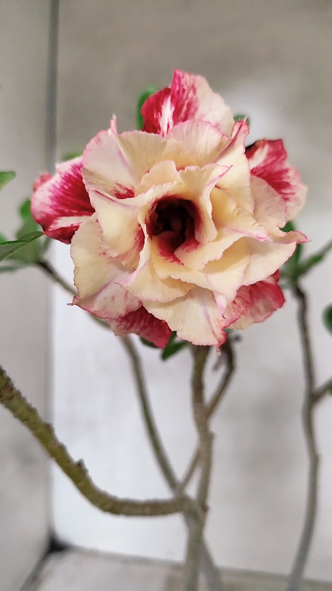 Planta Dobrada 3902 – 35cm – 03 anos