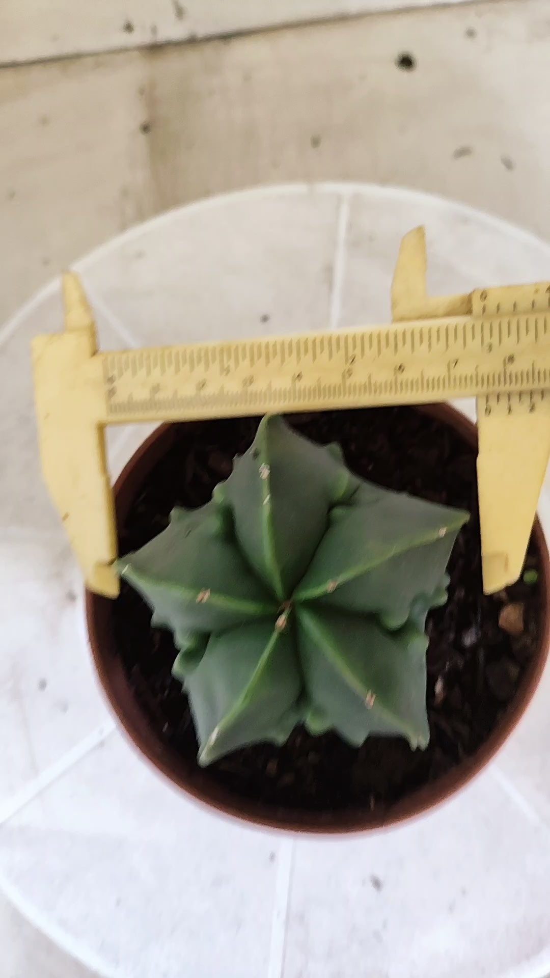 MATRIZ ASTROPHYTUM cv KIKKO "Fukuryu" Nº 1716 – vaso 11