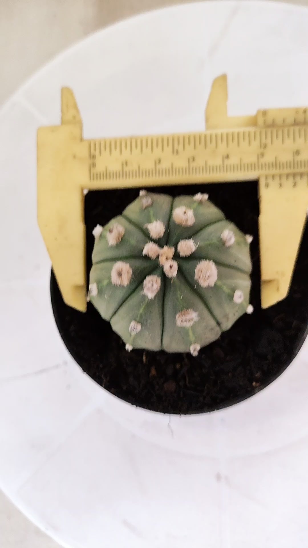 ASTROPHYTUM ASTERIAS "NUDUM"  Nº 1061 – vaso 09