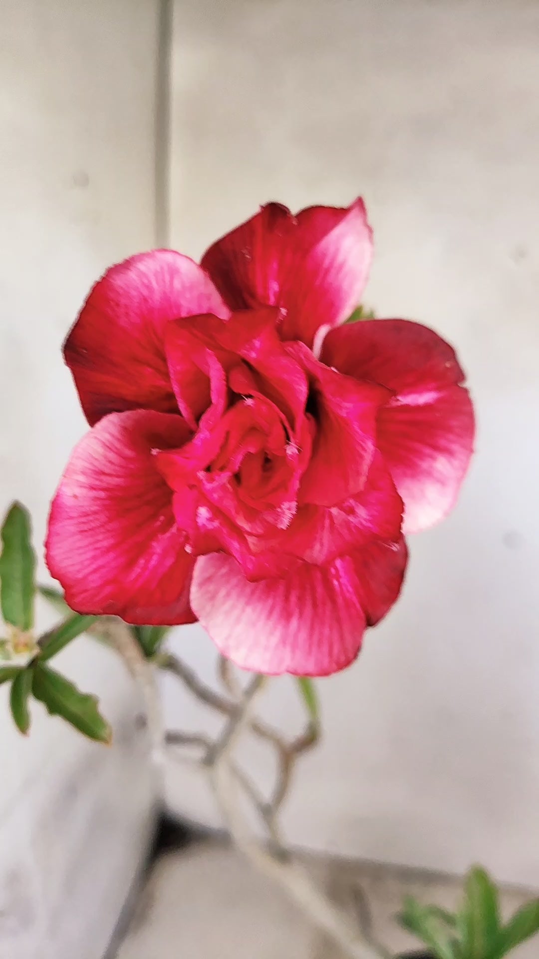 Planta Dobrada 3962 – 35cm – 03 anos