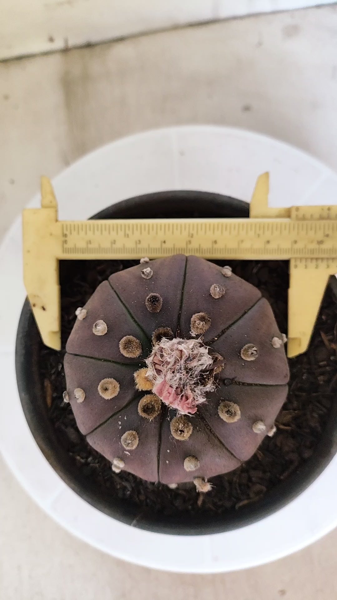 ASTROPHYTUM ASTERIAS “Purple”  Nº 1163 – vaso 15
