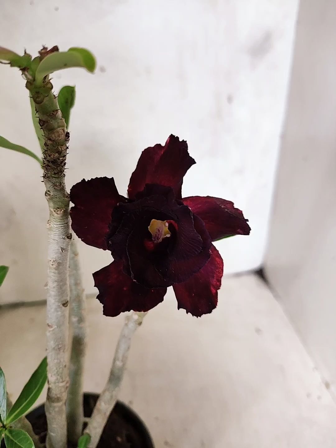 Planta Dobrada 3858 – 35cm – 03 anos