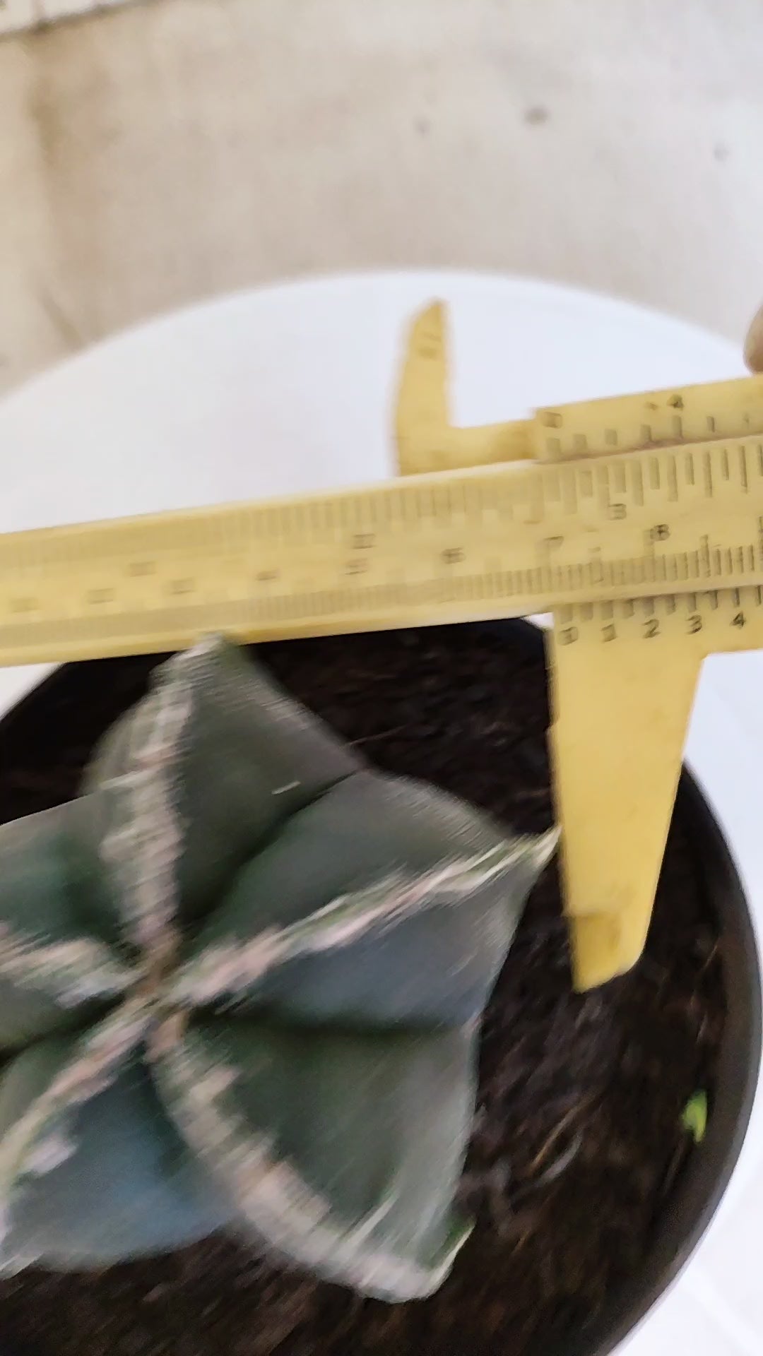 ASTROPHYTUM cv KIKKO  Nº 1178 – vaso 11