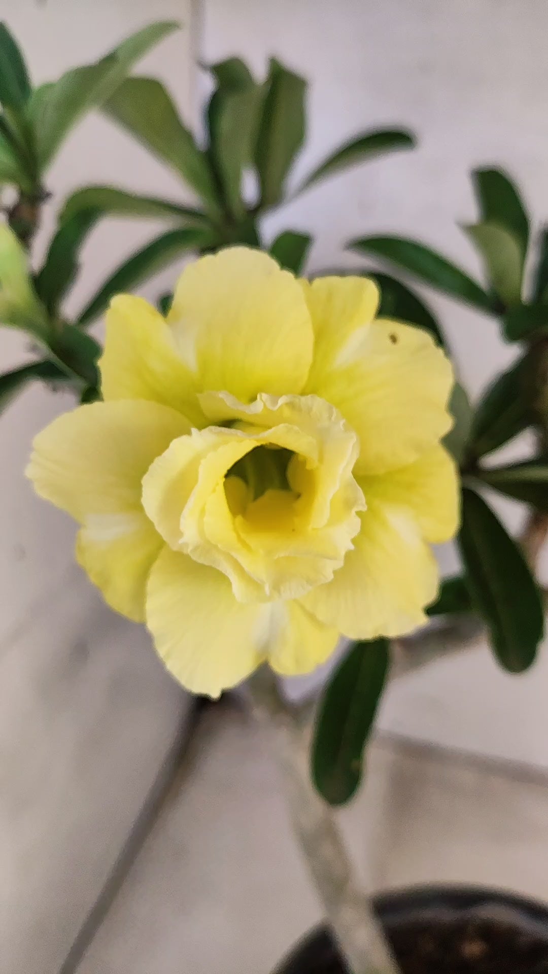 Planta Dobrada 3756 – 35cm – 03 anos