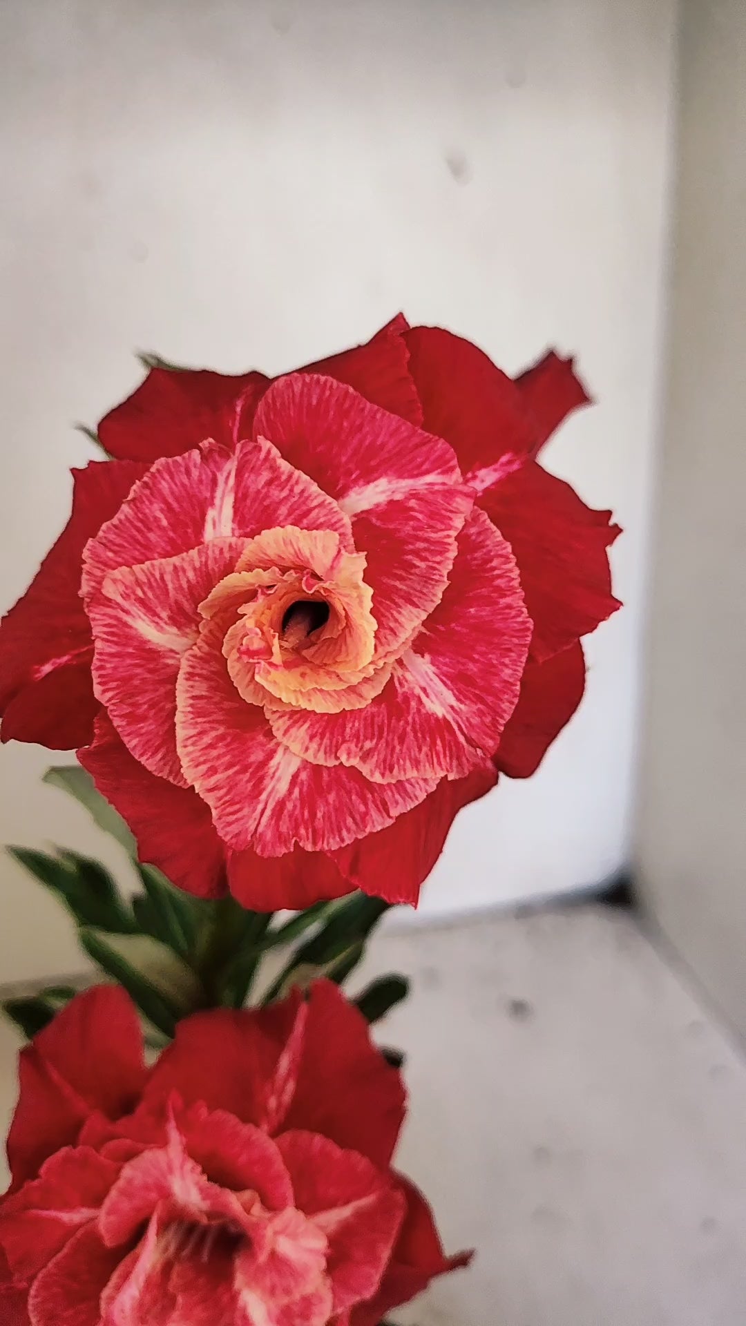 ENXERTO 12766 – 20cm (cor LM 913)