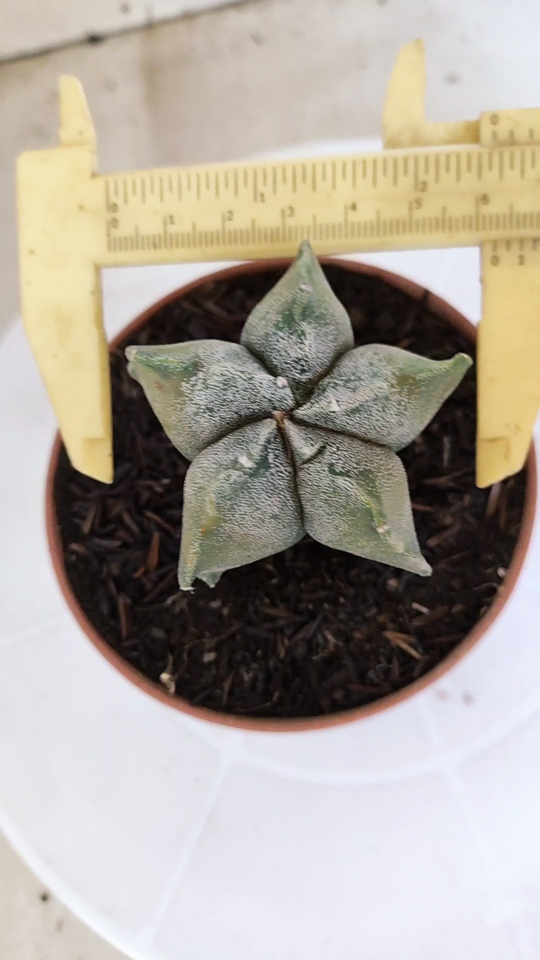 MATRIZ ASTROPHYTUM cv KIKKO   Nº 1134 – vaso 11