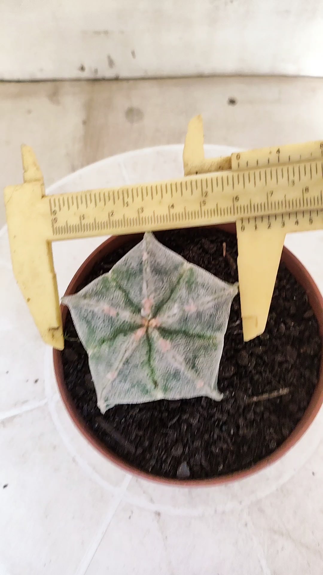 ASTROPHYTUM Myriostigma  Nº 1853 – vaso 11