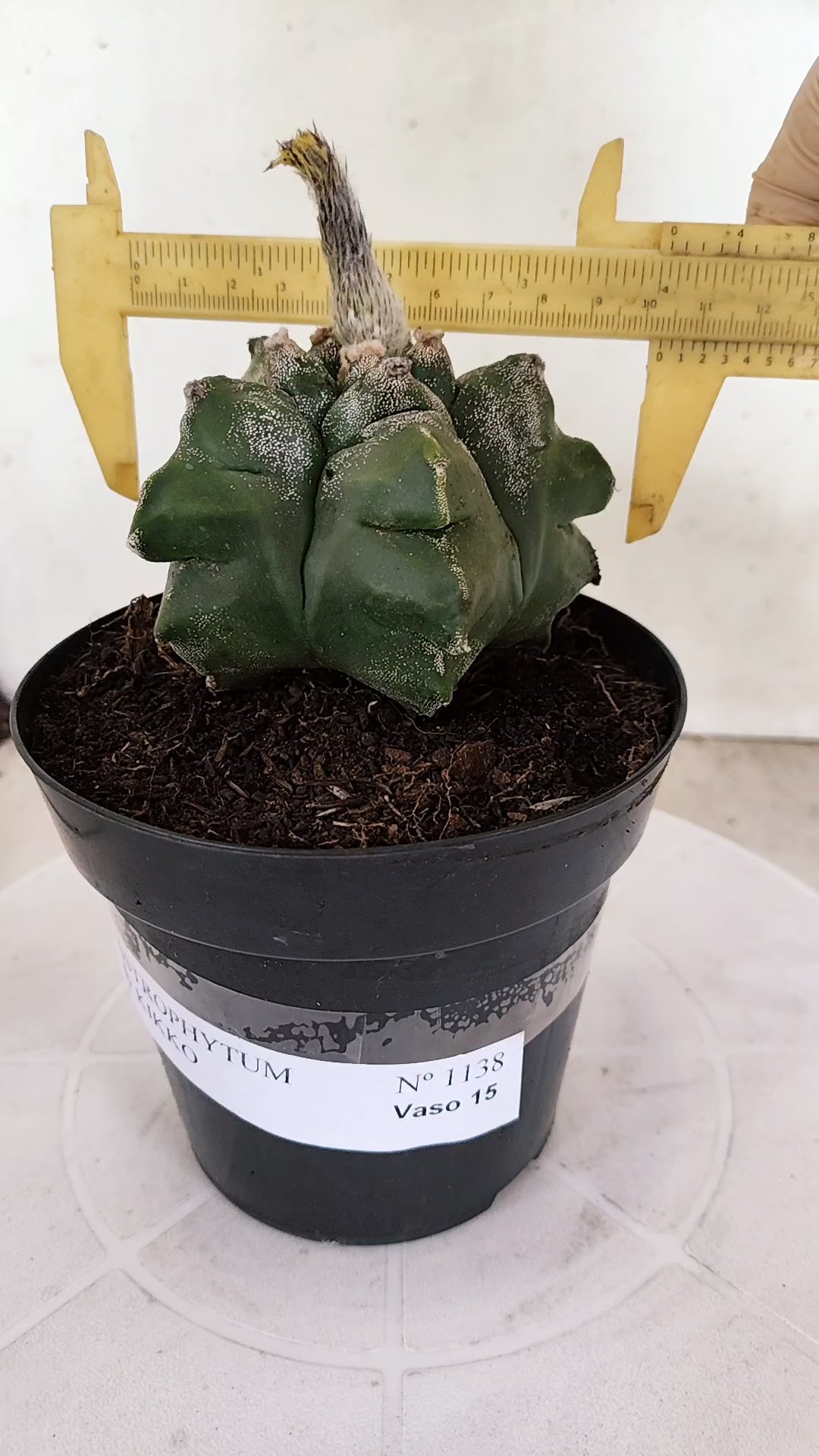 MATRIZ ASTROPHYTUM cv KIKKO Nº 1138 – vaso 15
