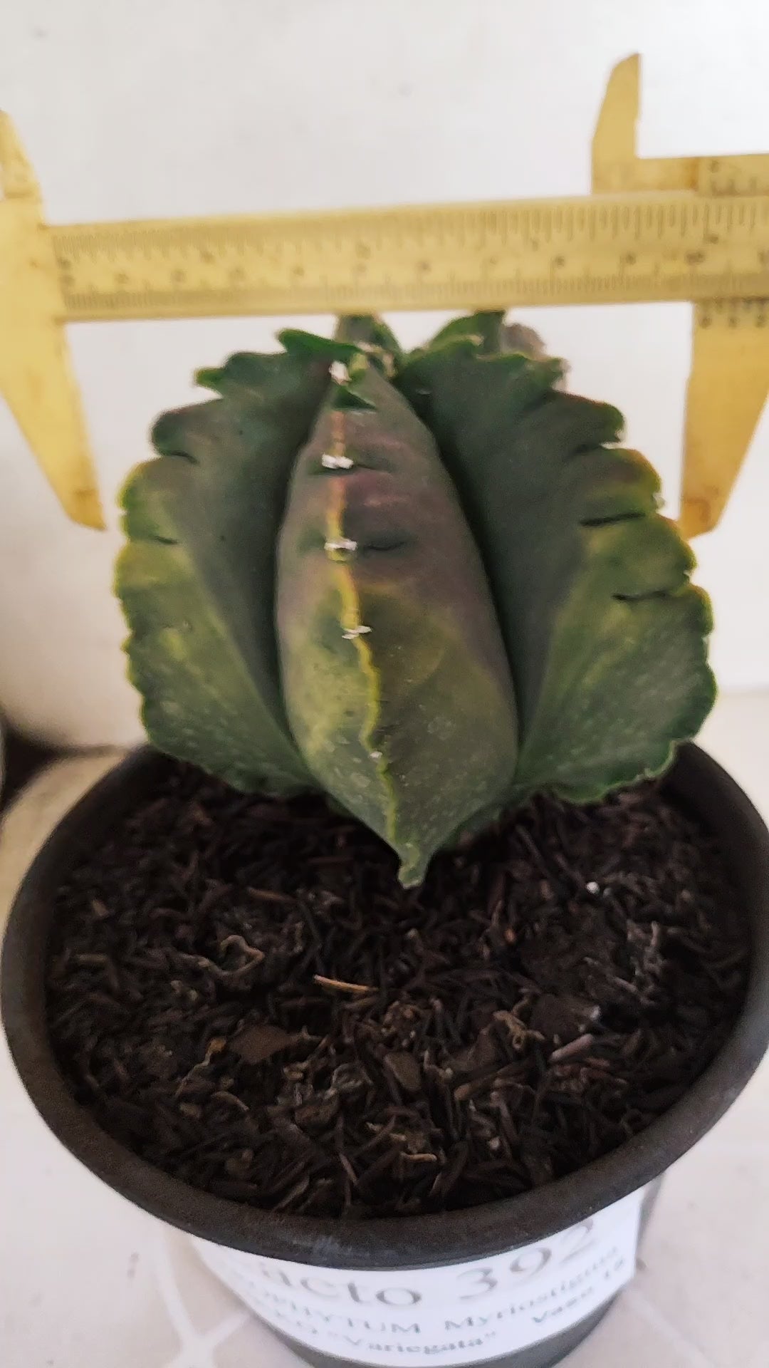 MATRIZ ASTROPHYTUM cv KIKKO "Variegata" Nº 392 – vaso 15