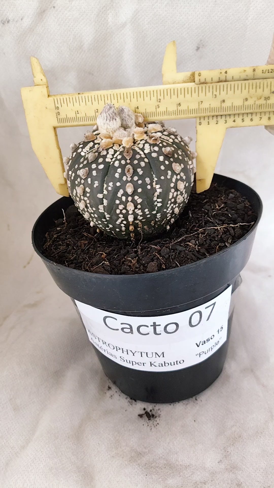 ASTROPHYTUM ASTERIAS SUPER KABUTO "PURPLE" Nº 07 – vaso 15