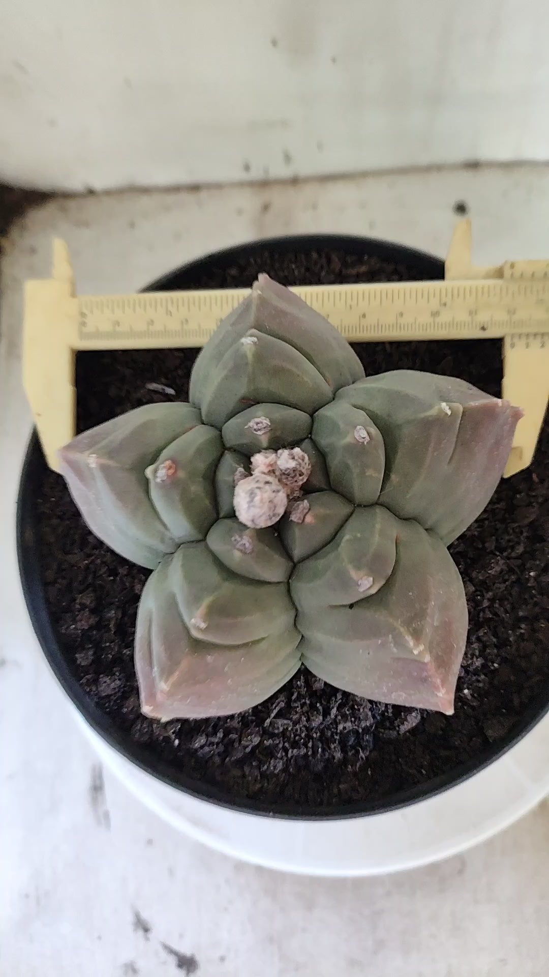 MATRIZ ASTROPHYTUM cv KIKKO  Nº 720 – vaso 17