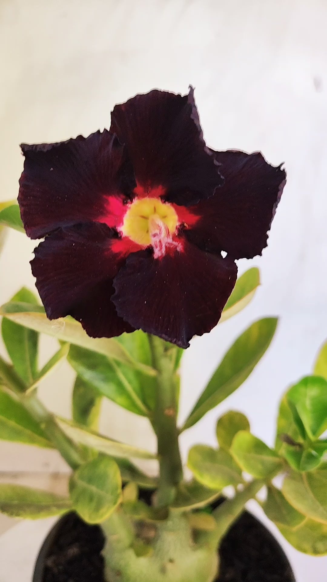 Planta Simples 3624 – 25cm – 02 anos - vaso 15