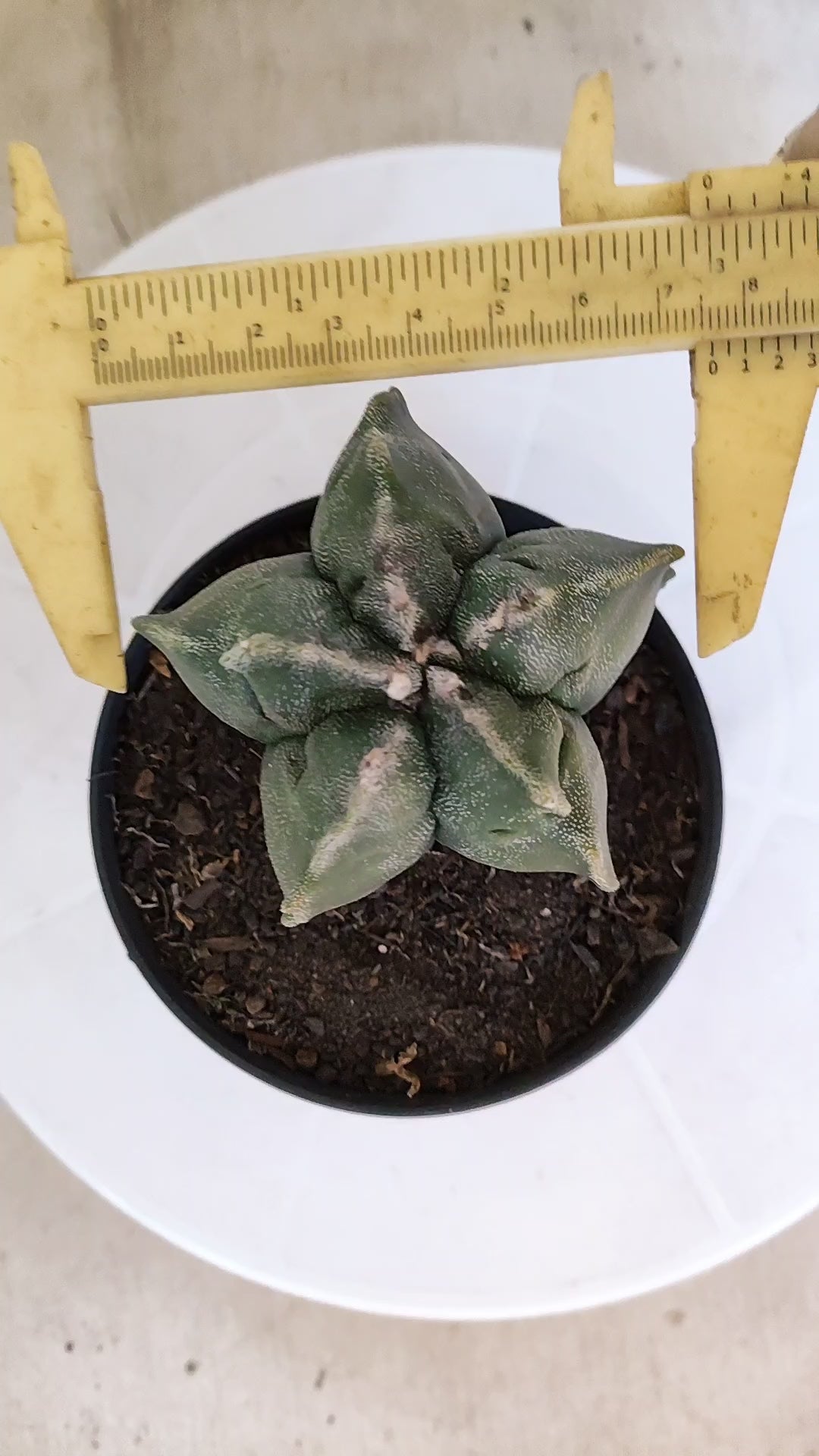 ASTROPHYTUM cv KIKKO  Nº 1206 – vaso 11