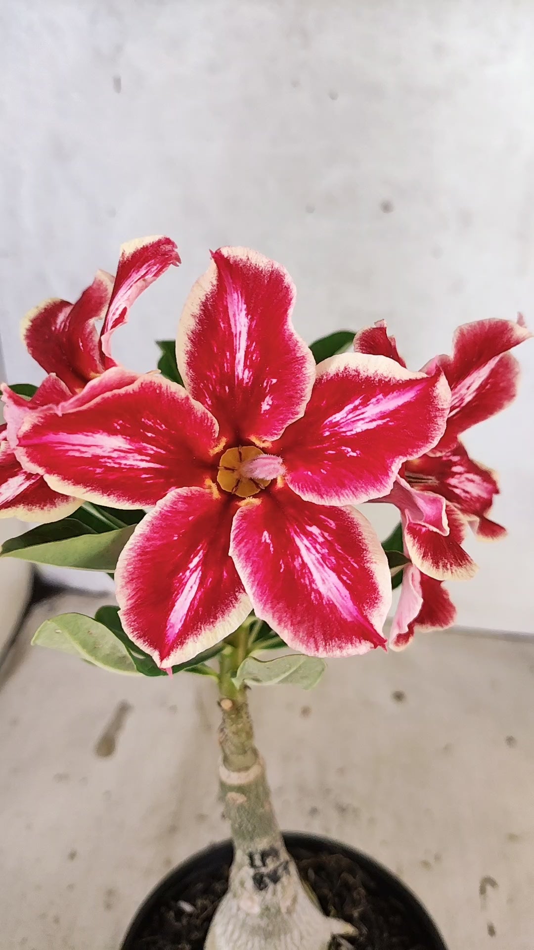 ENXERTO 12738 – 20cm (cor LM 887)