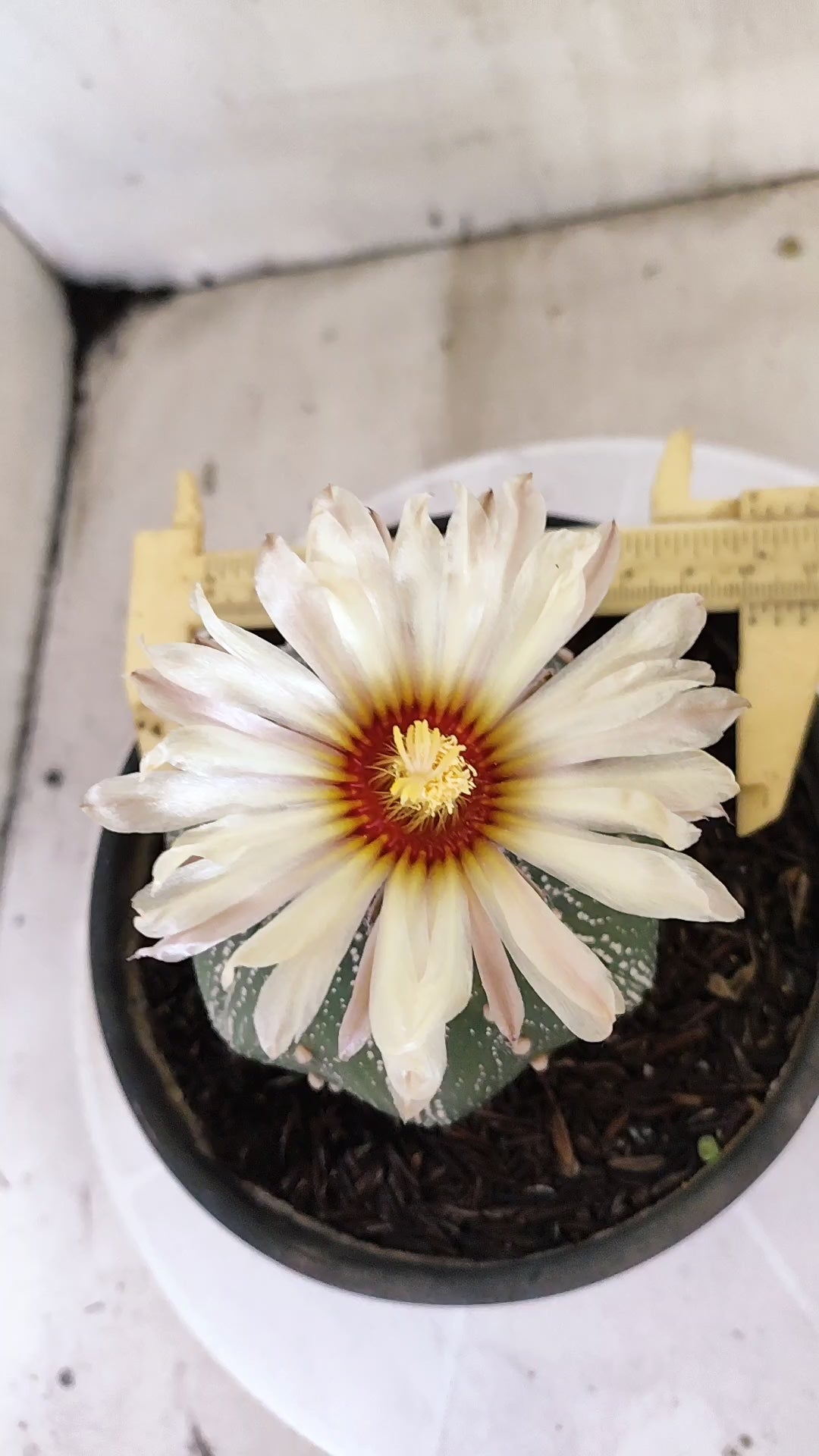 ASTROPHYTUM ASTERIAS "STAR SHAPE"   Nº 1150 – vaso 15