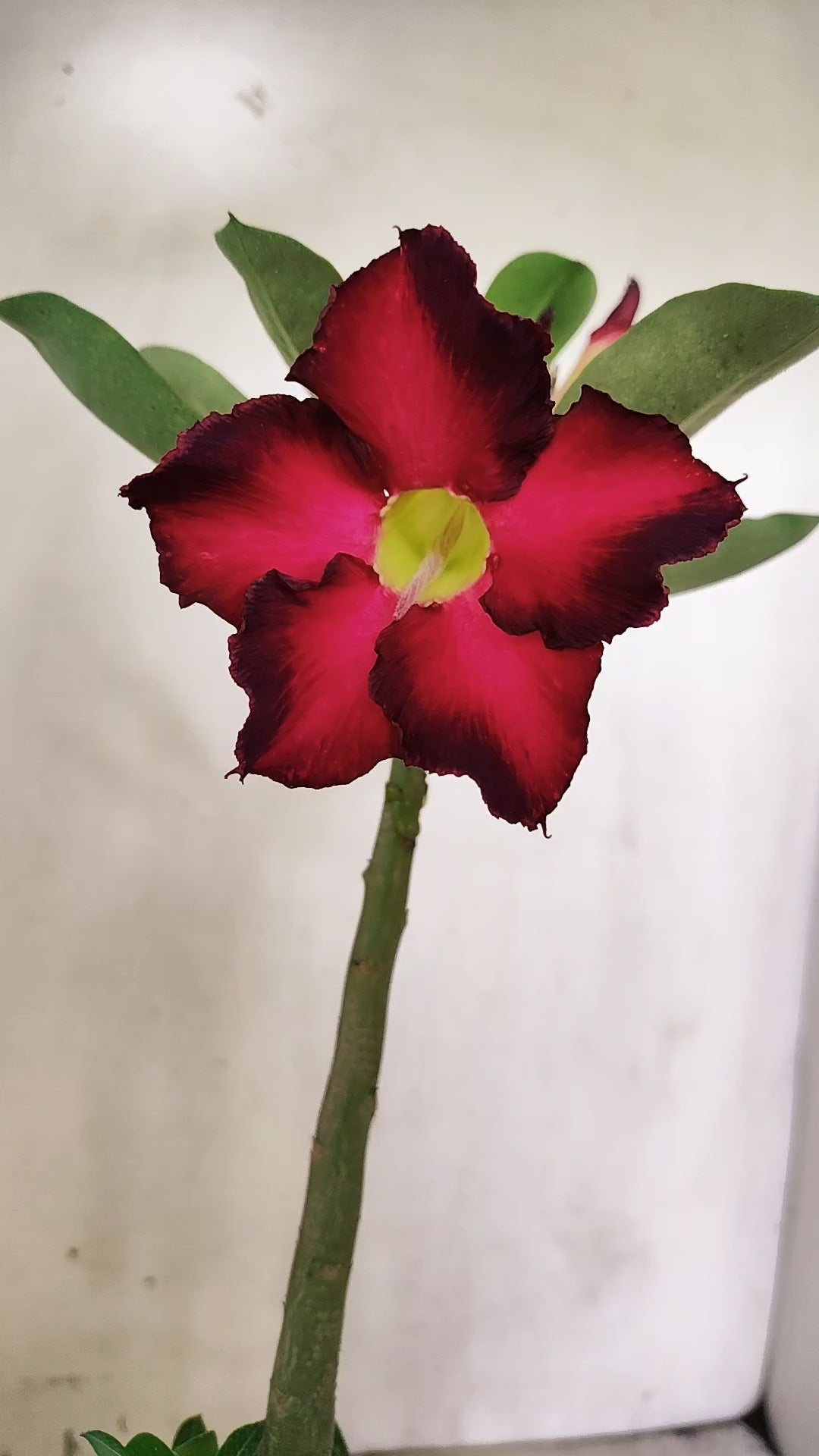 Planta Simples 3686 – 30cm – 01 ano - vaso 15