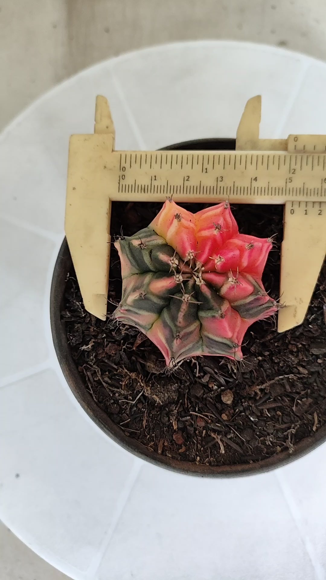 GYMNOCALYCIUM Mihanovichii "Variegata" Nº 1263 – vaso 11