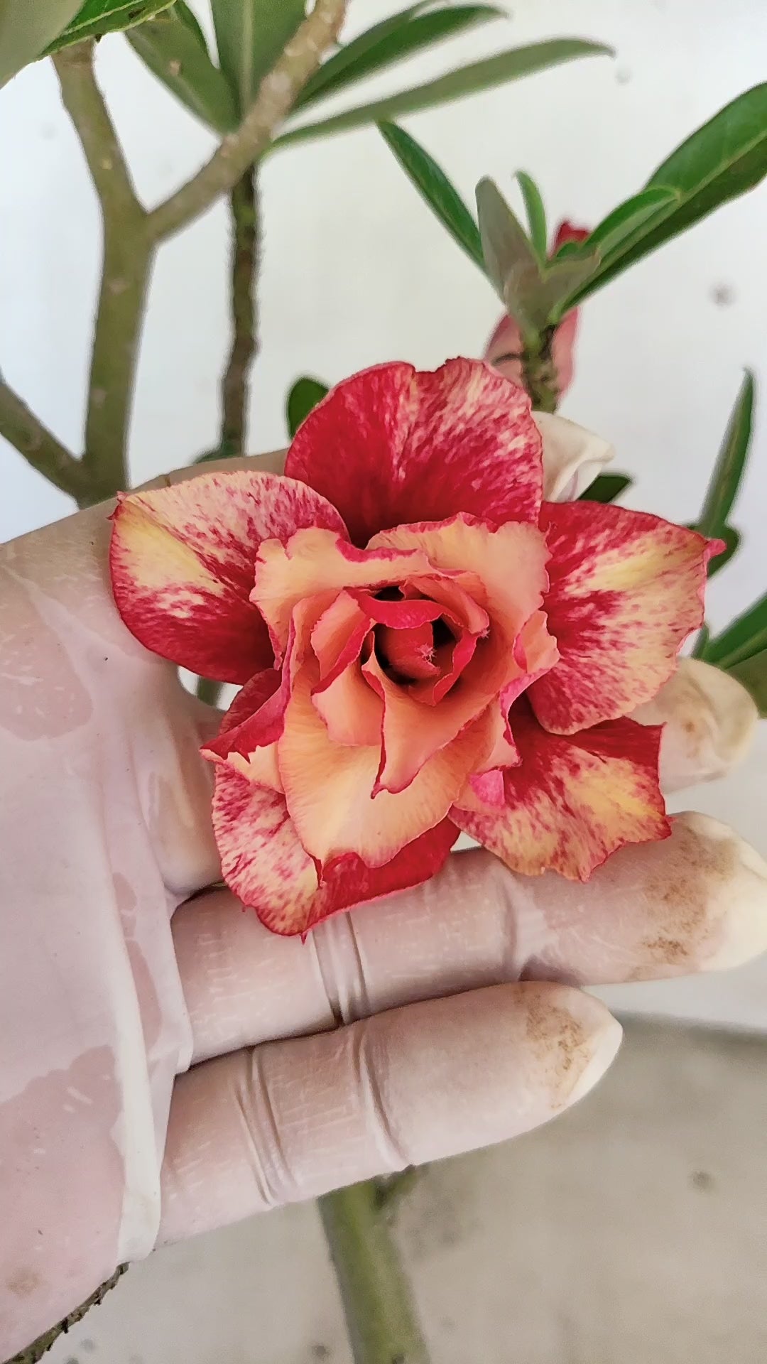 Planta Dobrada 3948 – 35cm – 03 anos