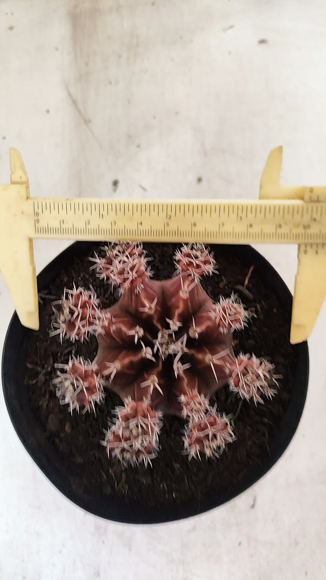 GYMNOCALYCIUM Mihanovichii Variegata "COLONIA"  Nº 112 – vaso 15