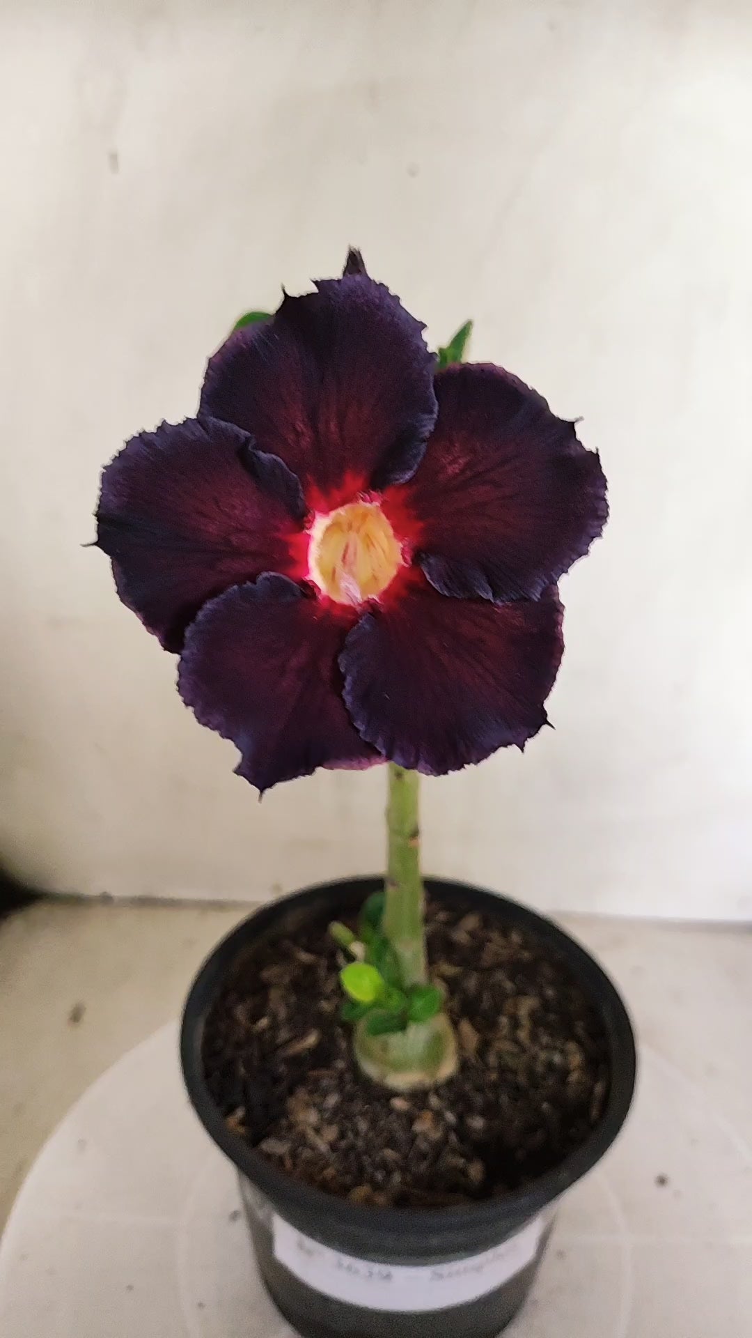 Planta Simples 3639 – 25cm – 01 ano - vaso 15