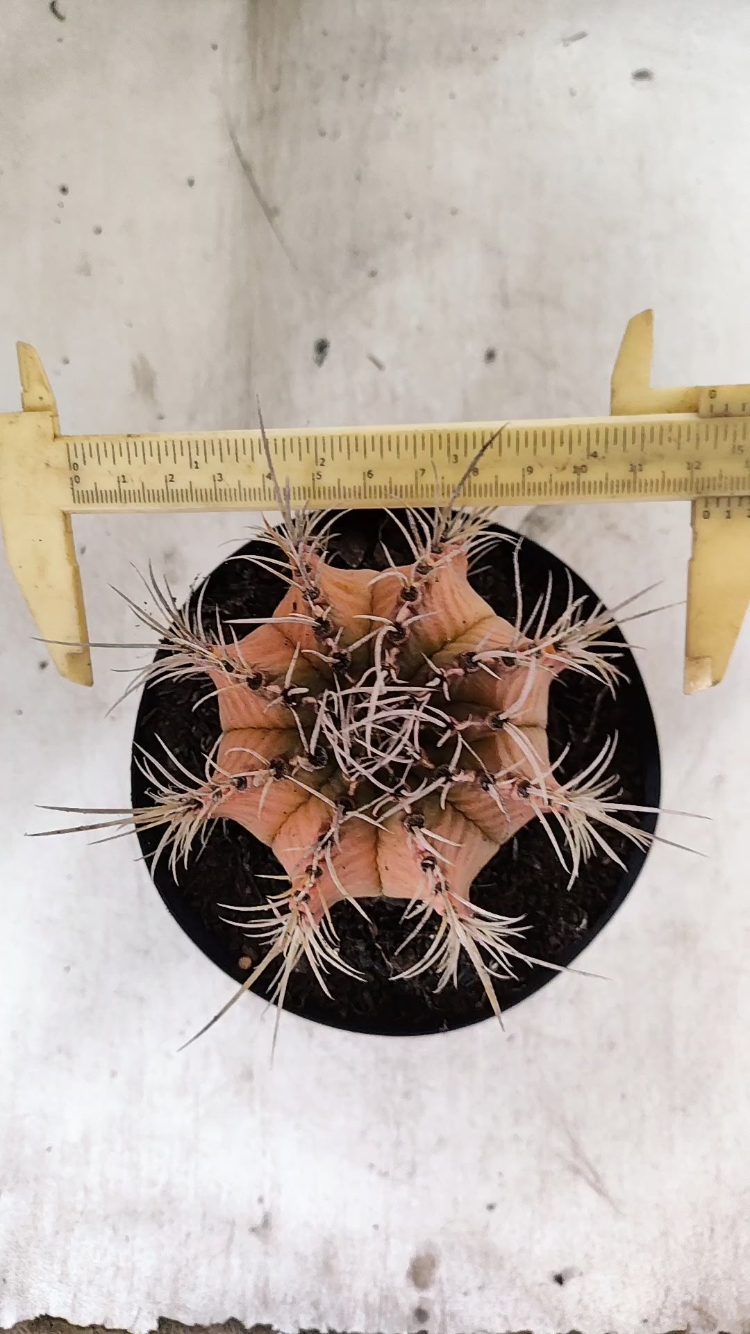 GYMNOCALYCIUM Mihanovichii Variegata  Nº 113 – vaso 15
