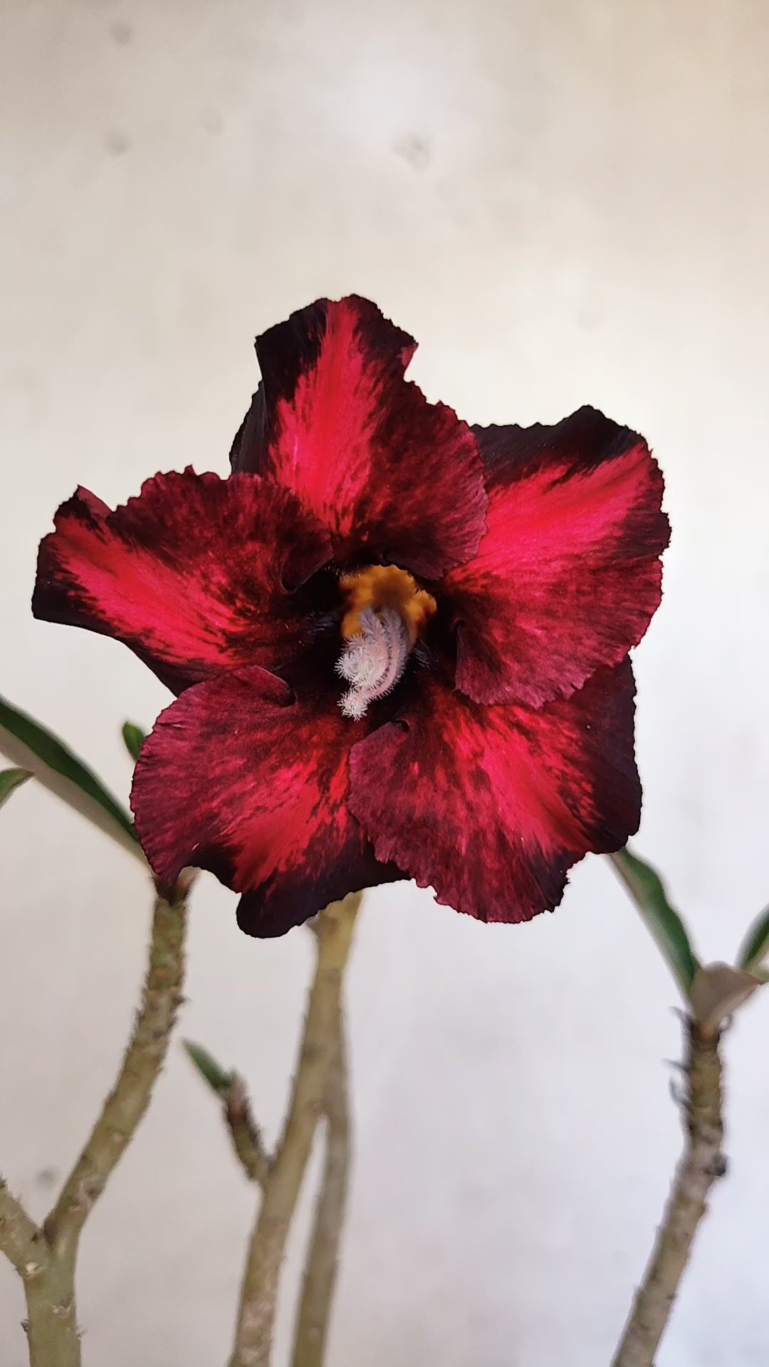 Planta Simples 3579 – 30cm – 02 anos