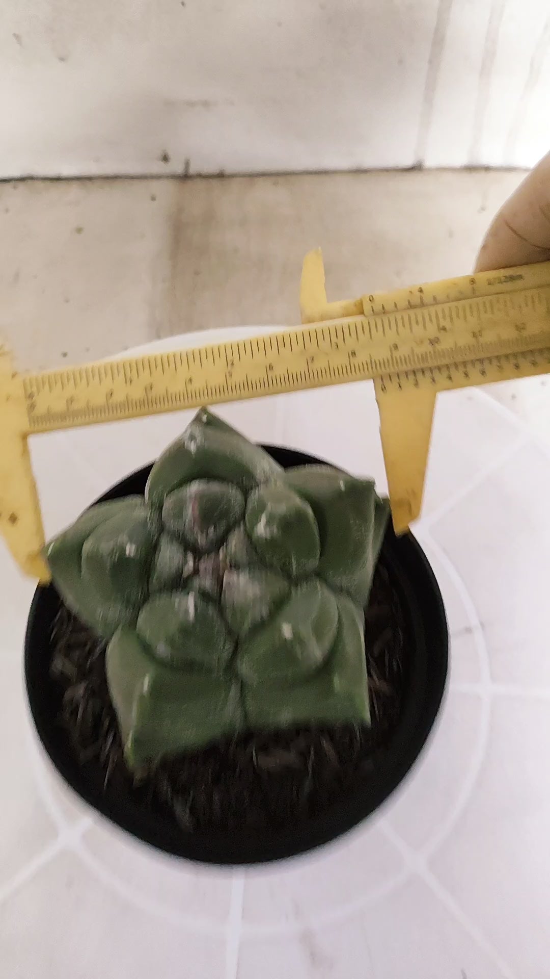 MATRIZ ASTROPHYTUM cv KIKKO   Nº 1349 – vaso 11