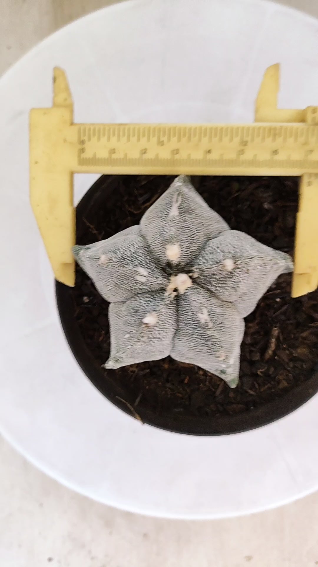 MATRIZ ASTROPHYTUM Myriostigma Nº 1117 – vaso 11