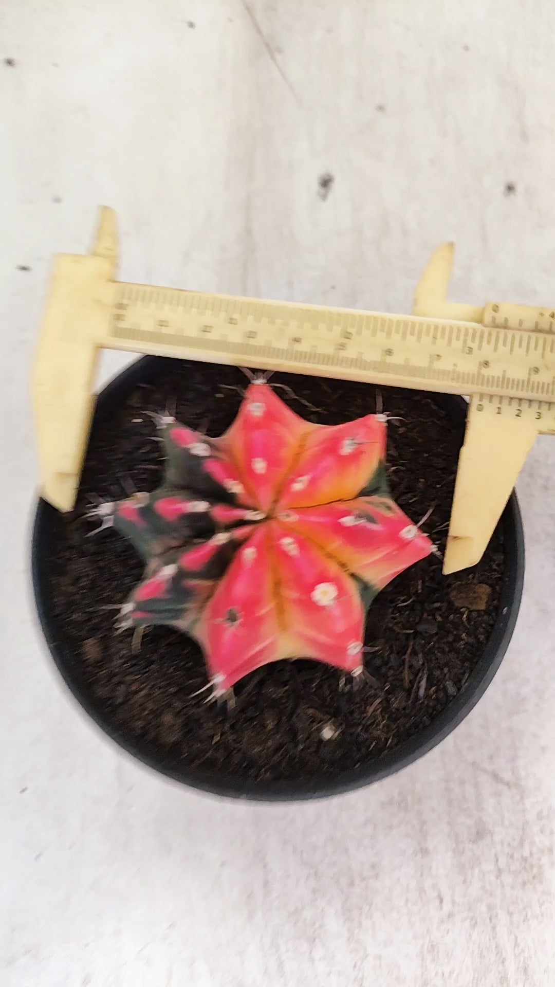 GYMNOCALYCIUM Mihanovichii "Variegata" Nº 712 – vaso 11