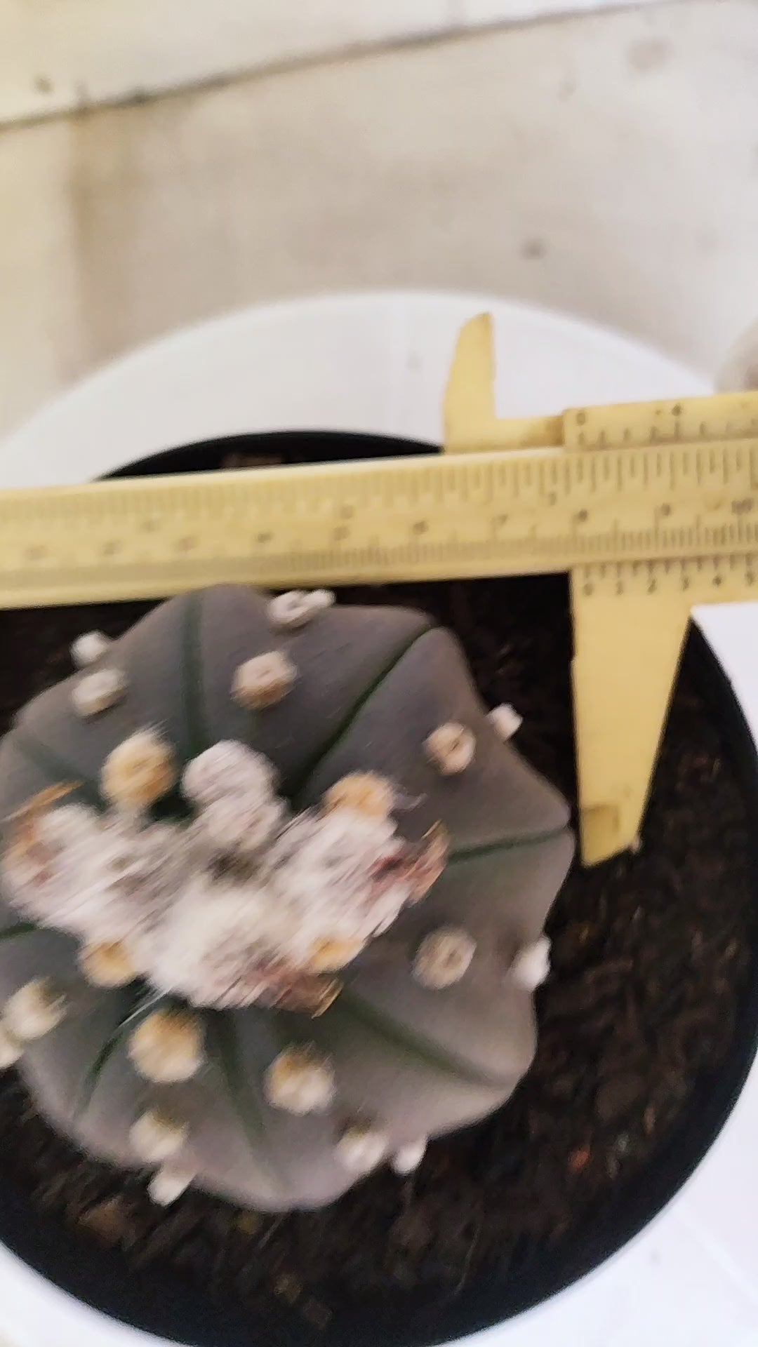 ASTROPHYTUM ASTERIAS "STAR SHAPE - PURPLE"   Nº 1157 – vaso 15