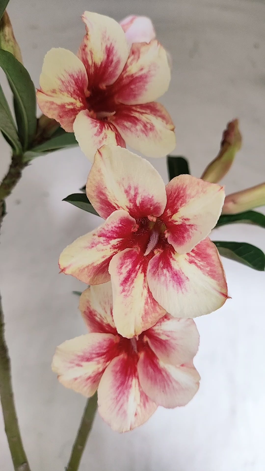 Planta Simples 3635 – 35cm – 03 anos - vaso 15