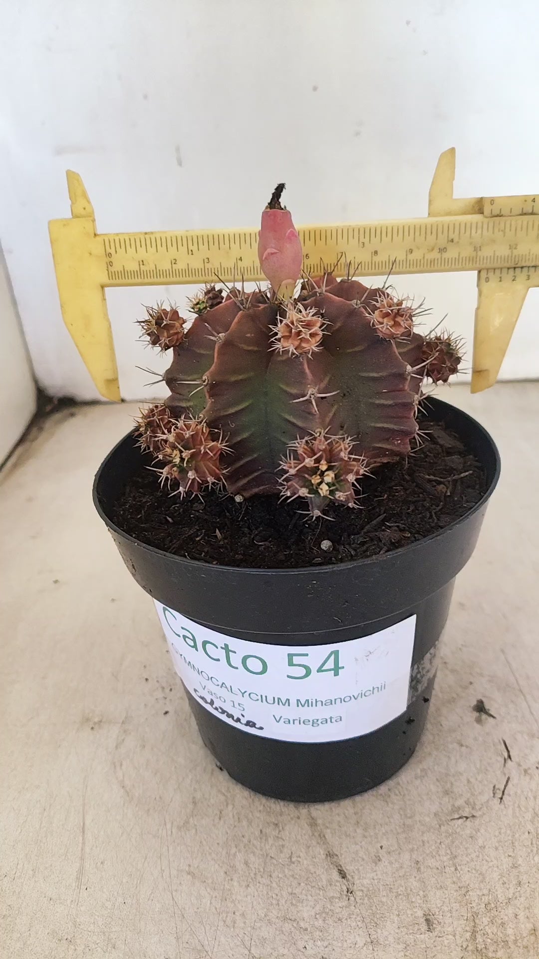 GYMNOCALYCIUM Mihanovichii Variegata "COLONIA" Nº 54 – vaso 15