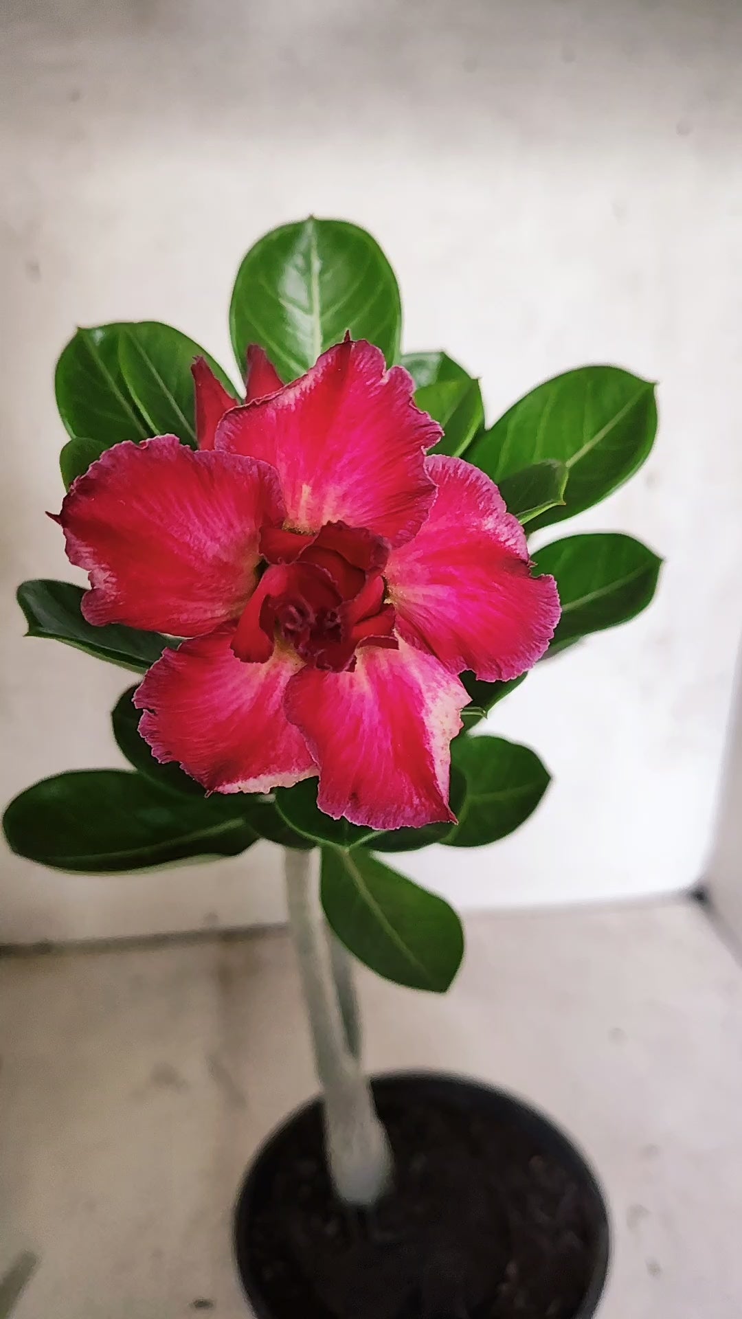 Planta Dobrada 3917 – 30cm – 02 anos