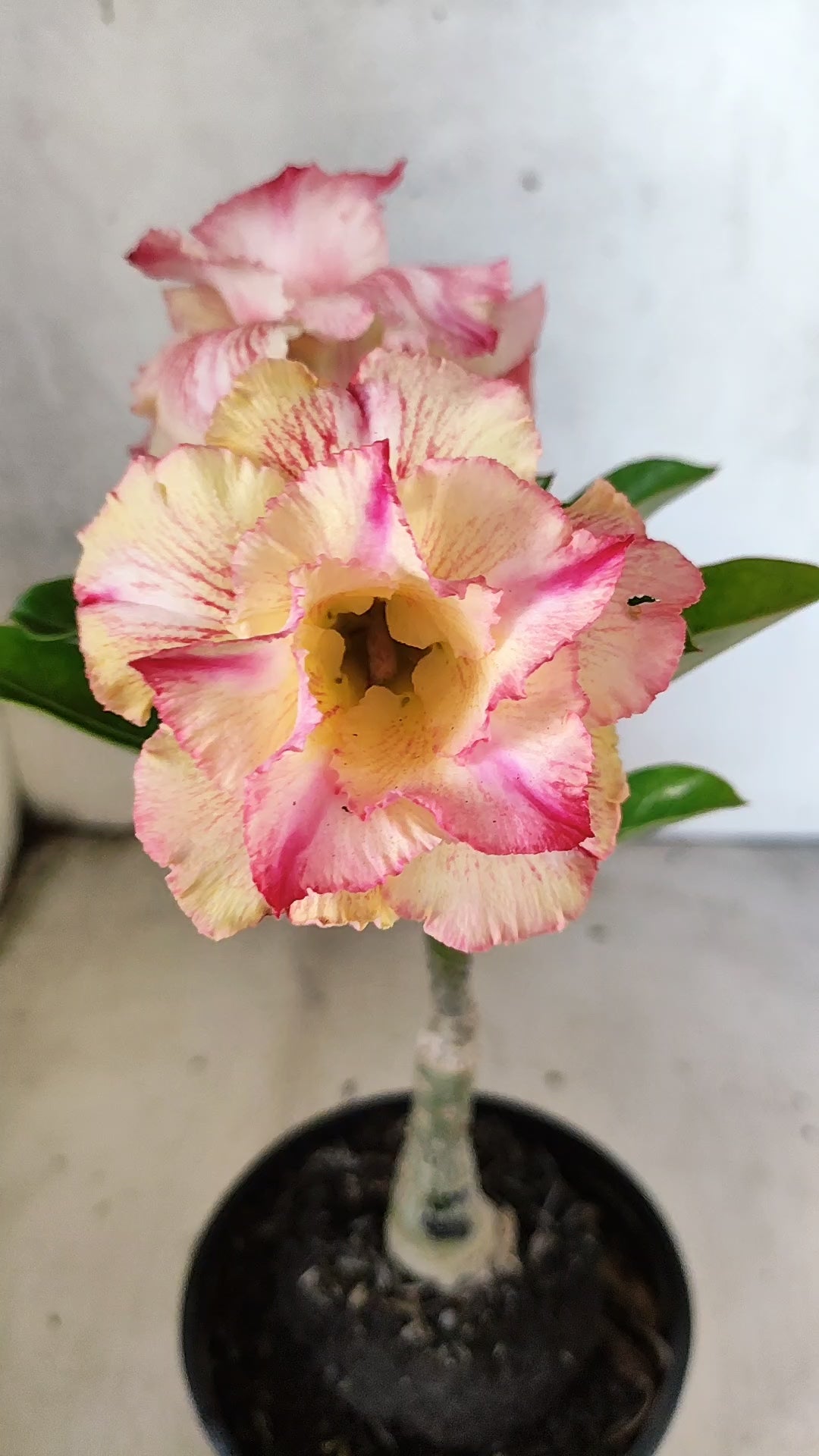 ENXERTO 12743 – 20cm (cor LM 918)