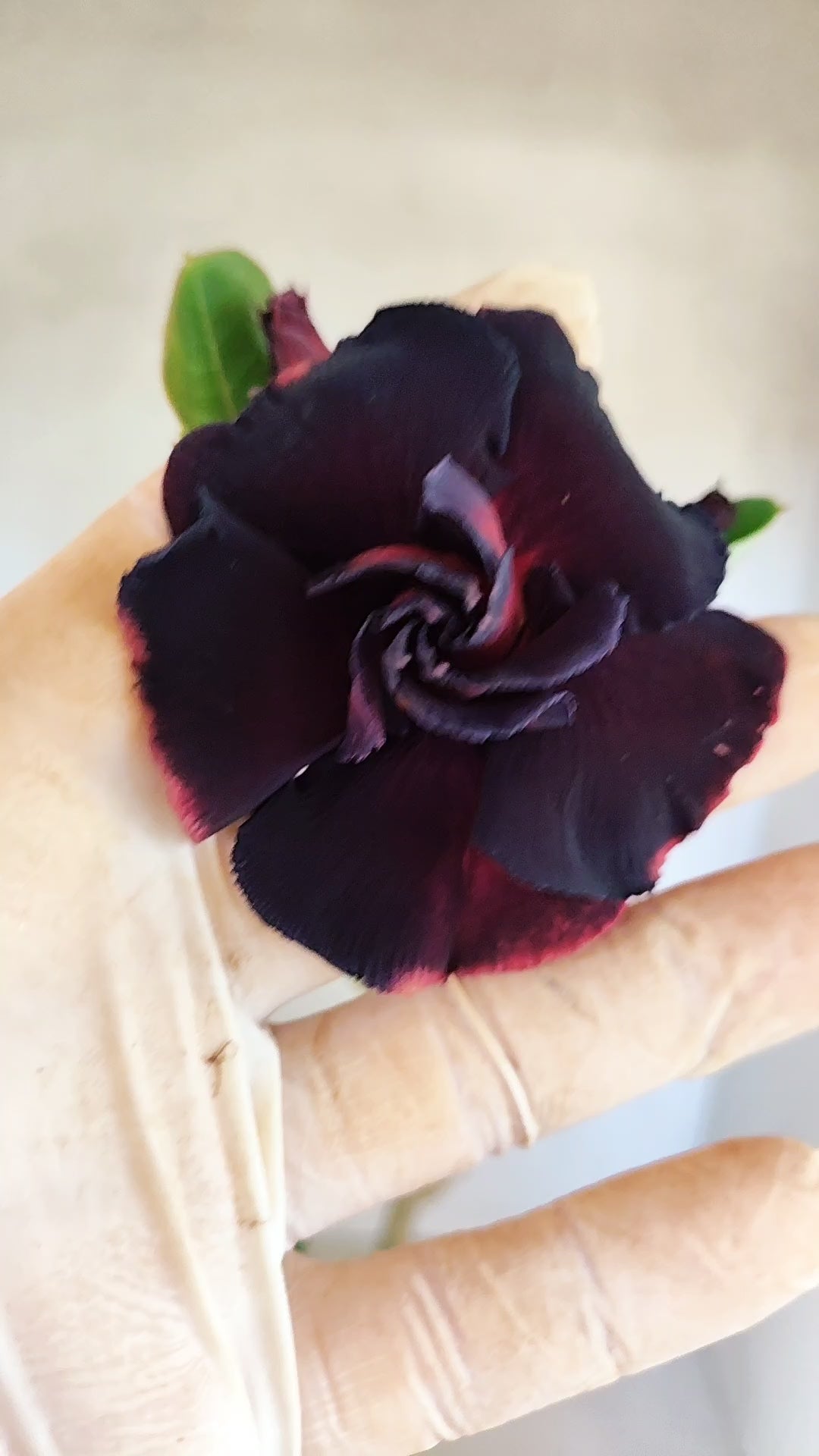 Planta Dobrada 3950 – 35cm – 03 anos