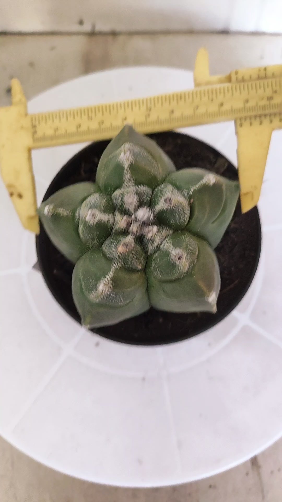 MATRIZ ASTROPHYTUM cv KIKKO   Nº 1343 – vaso 11