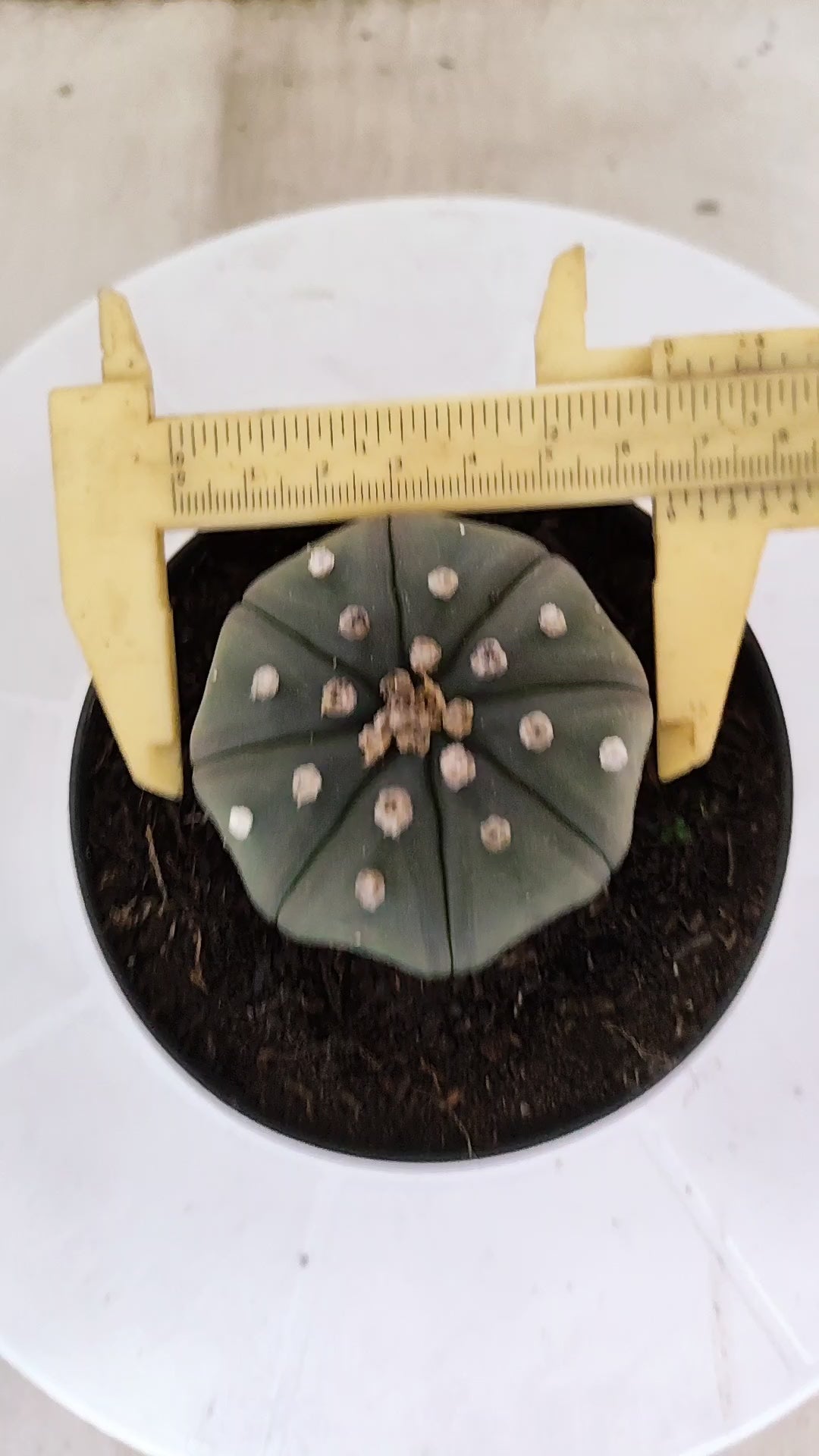 ASTROPHYTUM ASTERIAS "Star Shape"   Nº 1068 – vaso 11
