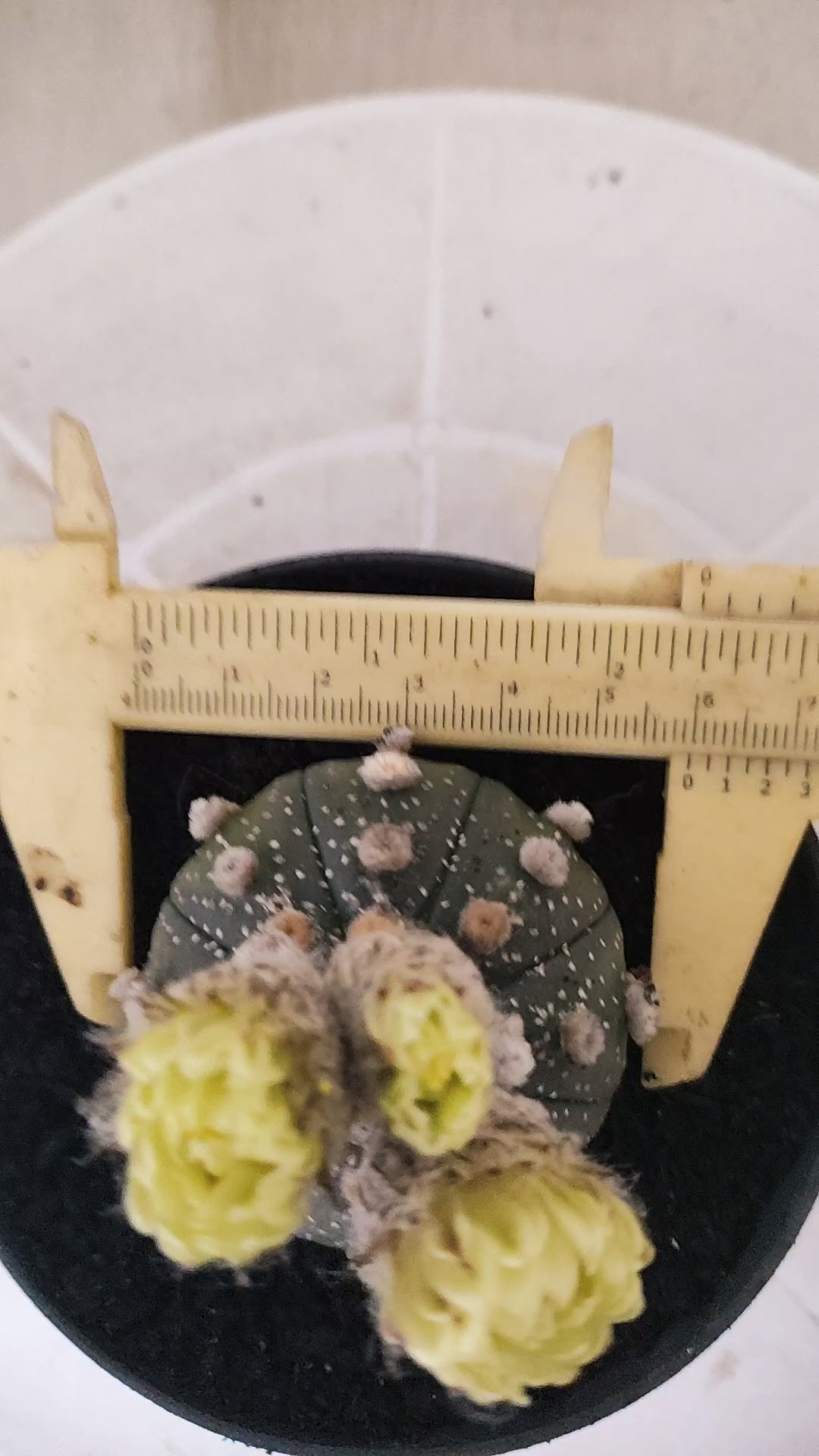 ASTROPHYTUM ASTERIAS “Purple”  Nº 1415 – vaso 11