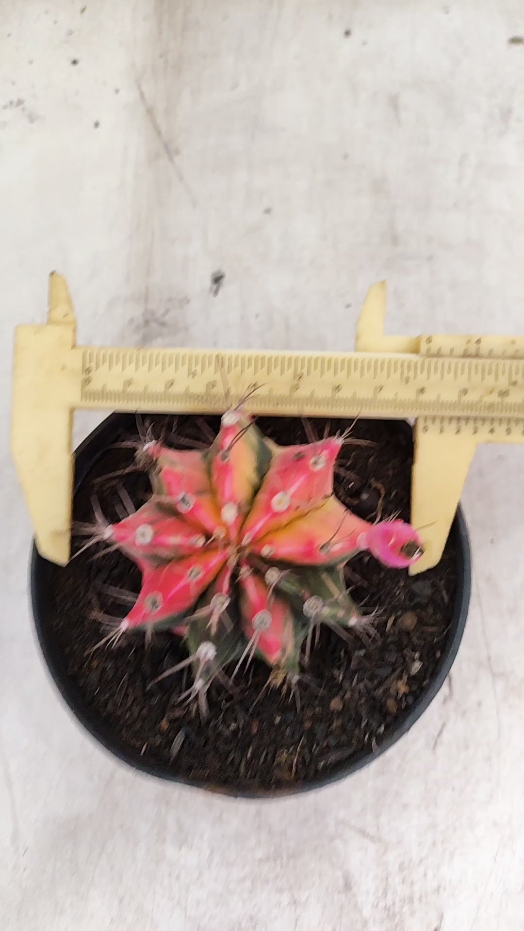 GYMNOCALYCIUM Mihanovichii "Variegata" Nº 701 – vaso 11