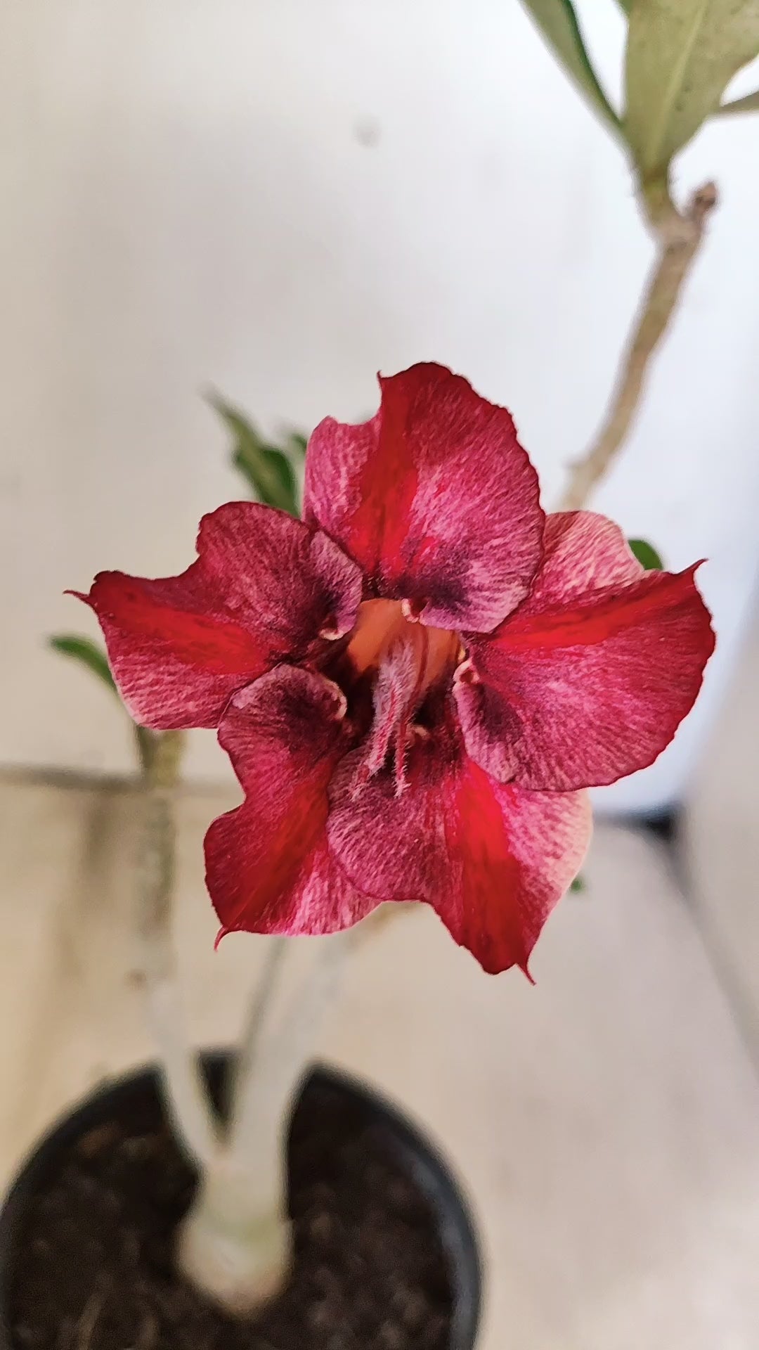 Planta Simples 3540 – 30cm – 02 anos