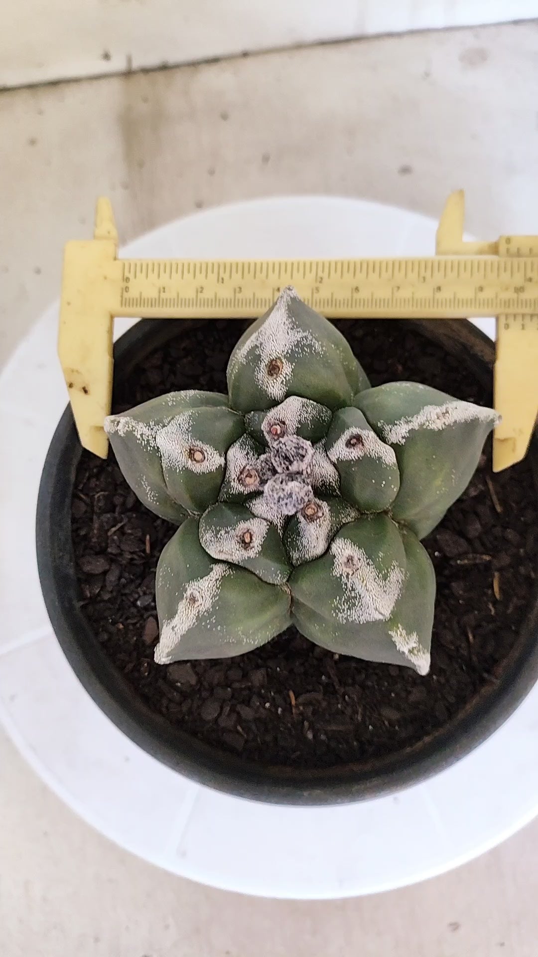 MATRIZ ASTROPHYTUM cv KIKKO   Nº 1073 – vaso 15