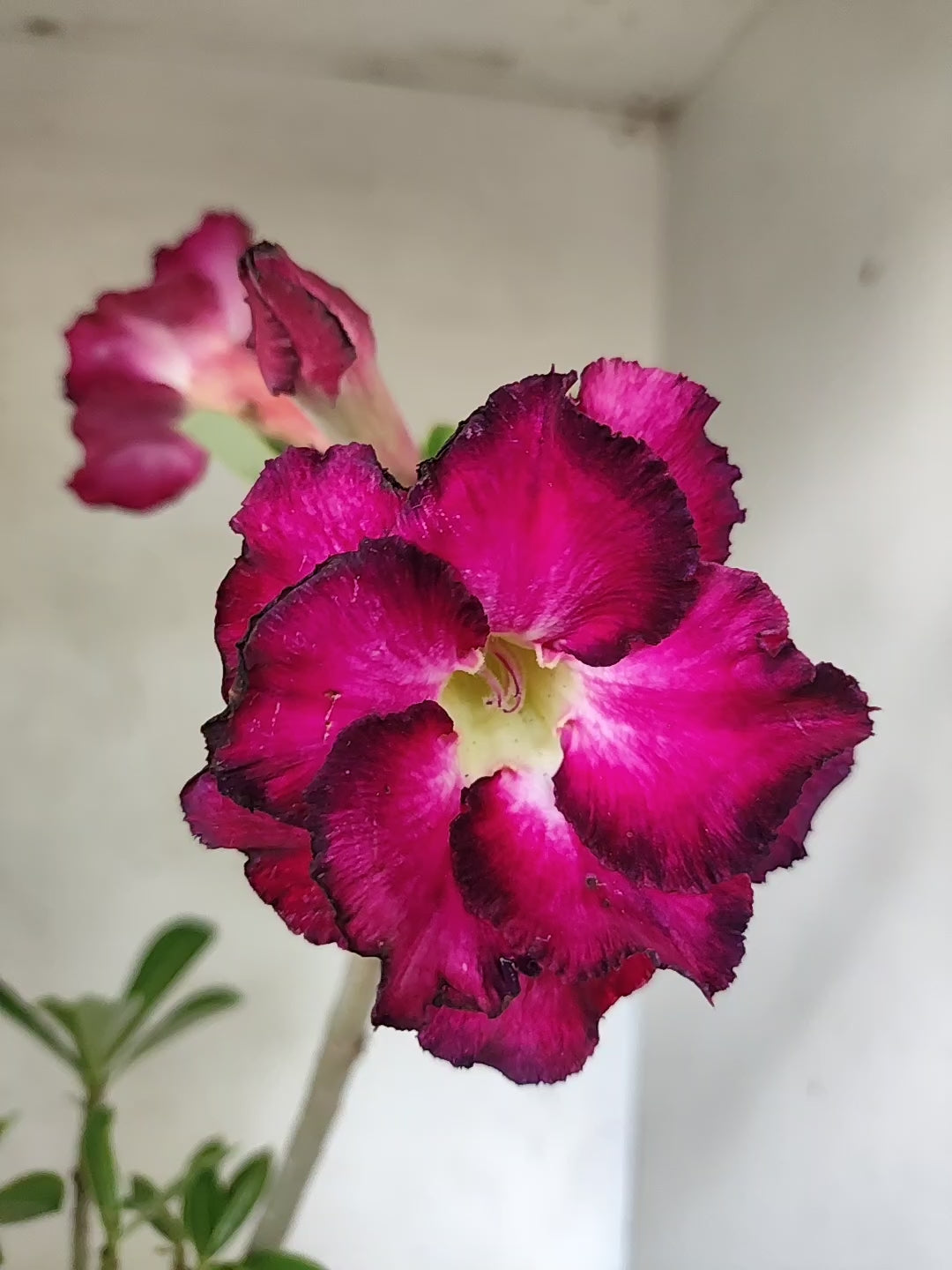 Planta Dobrada 3847 – 35cm – 03 anos