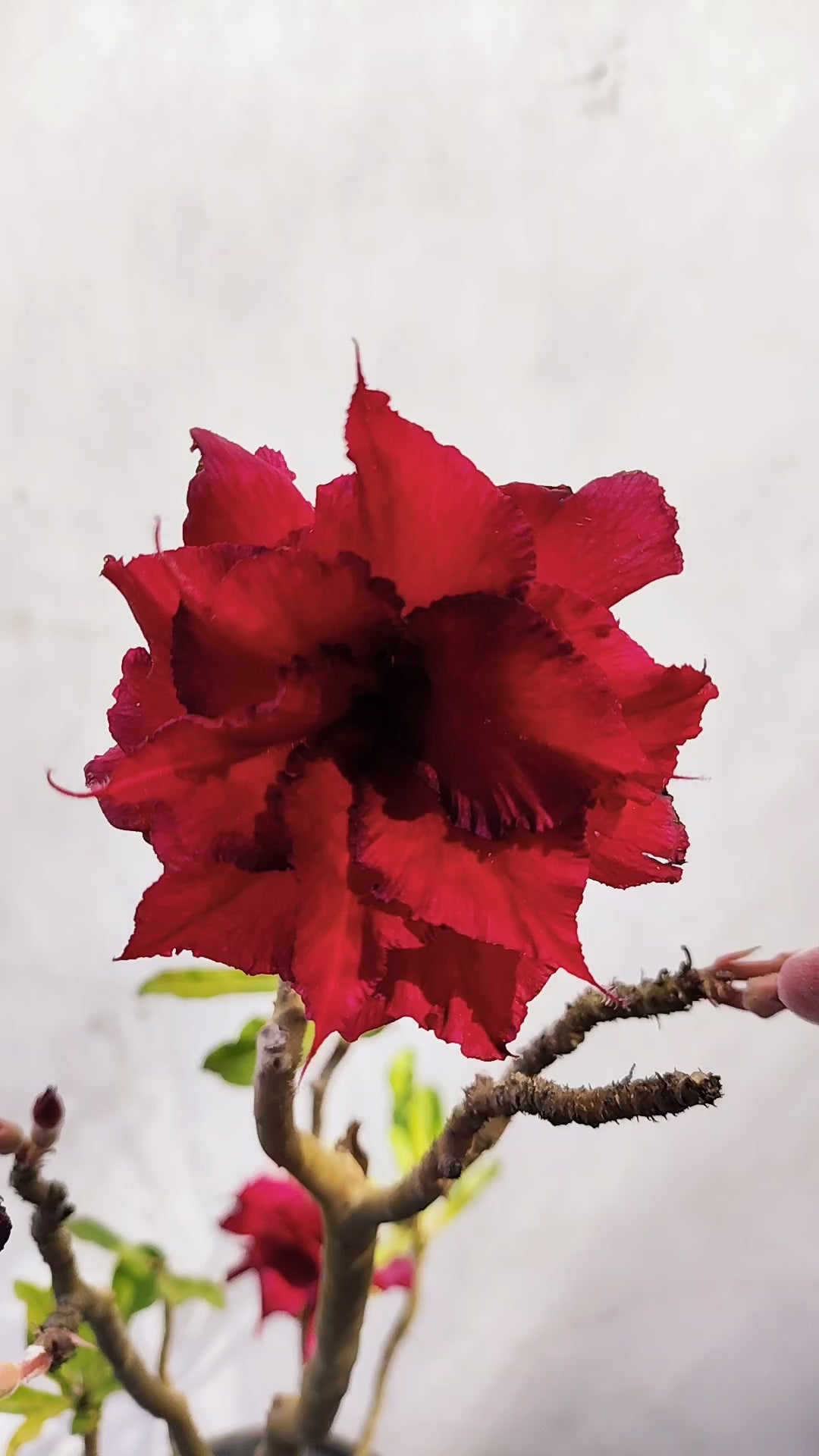 MATRIZ Planta Dobrada 174 – 50cm – 03 anos - Vaso 20